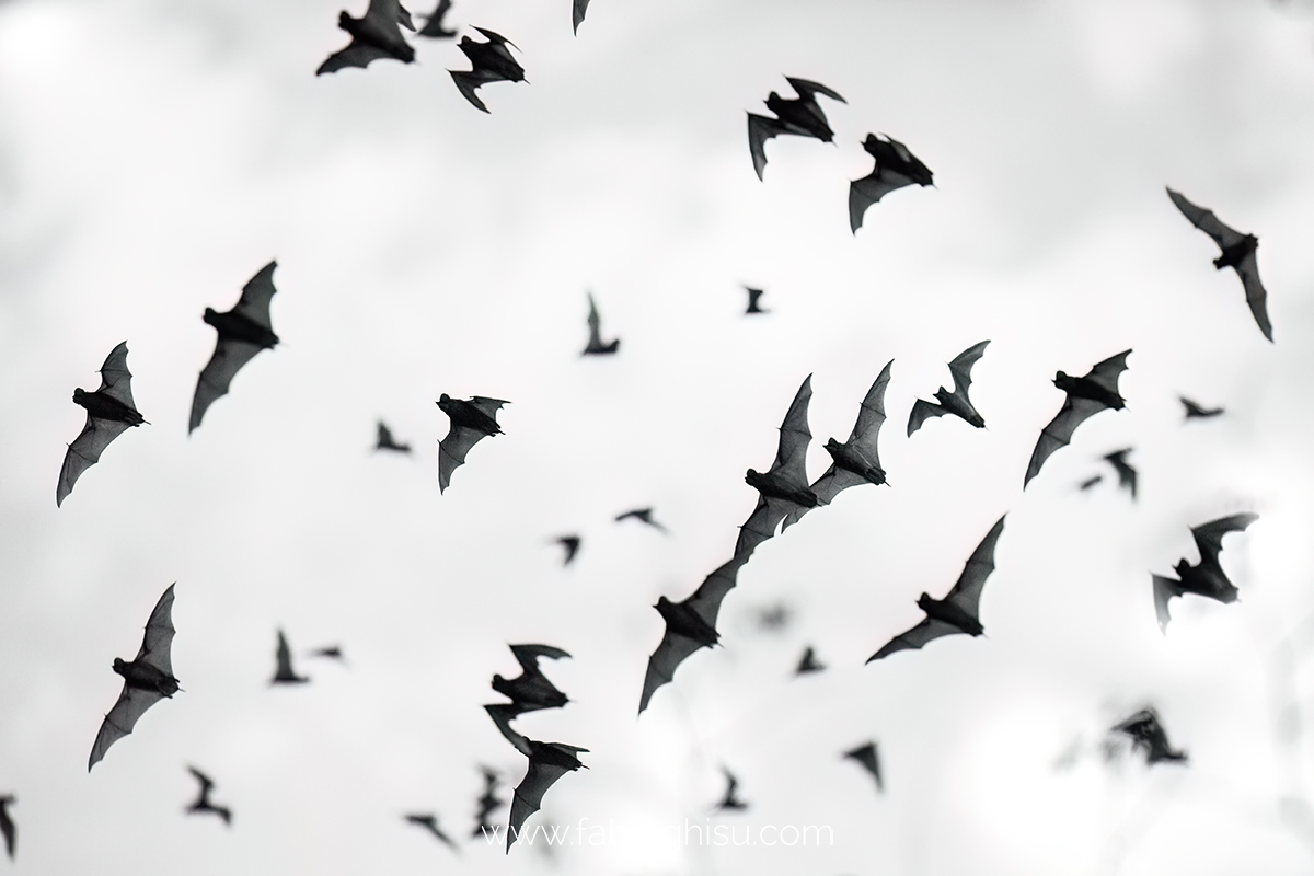 The bat cave in Calakmul