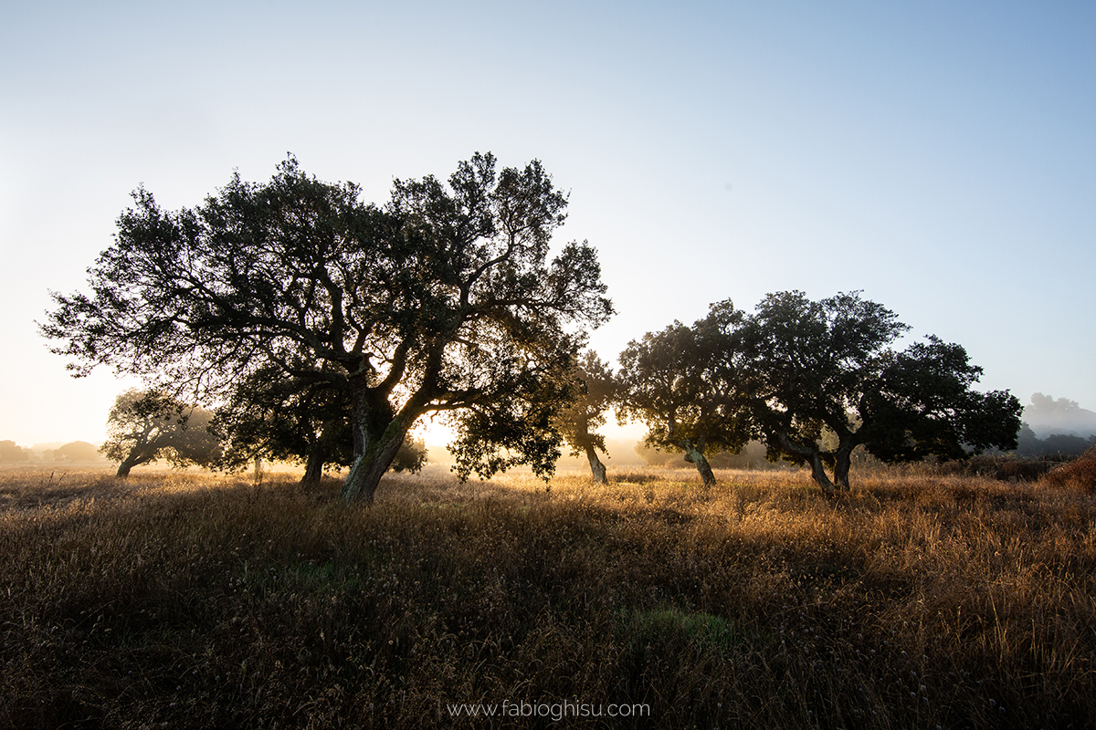 📷 Workshop fotografico in Sardegna su macro e paesaggio