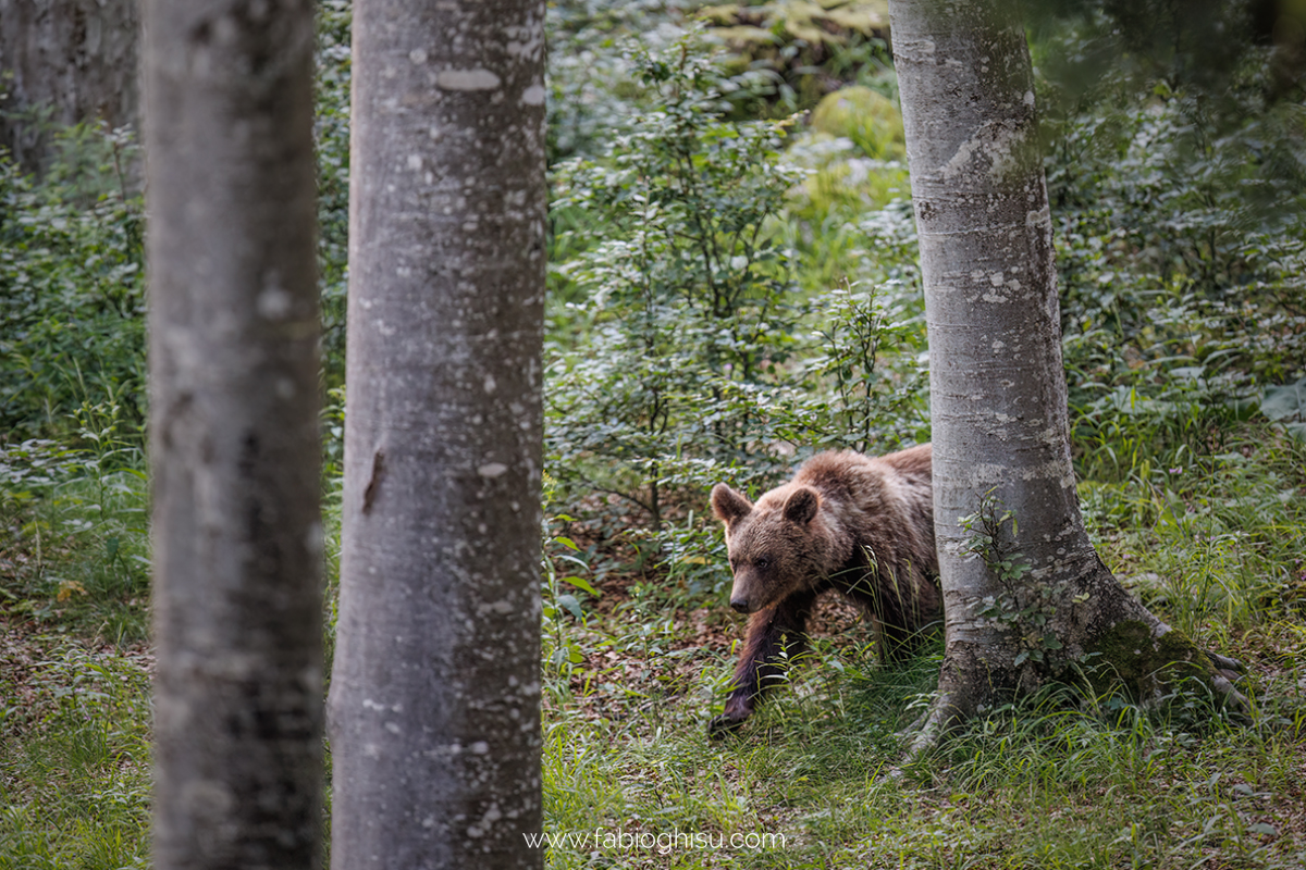 📷 Viaje naturalista en Eslovenia