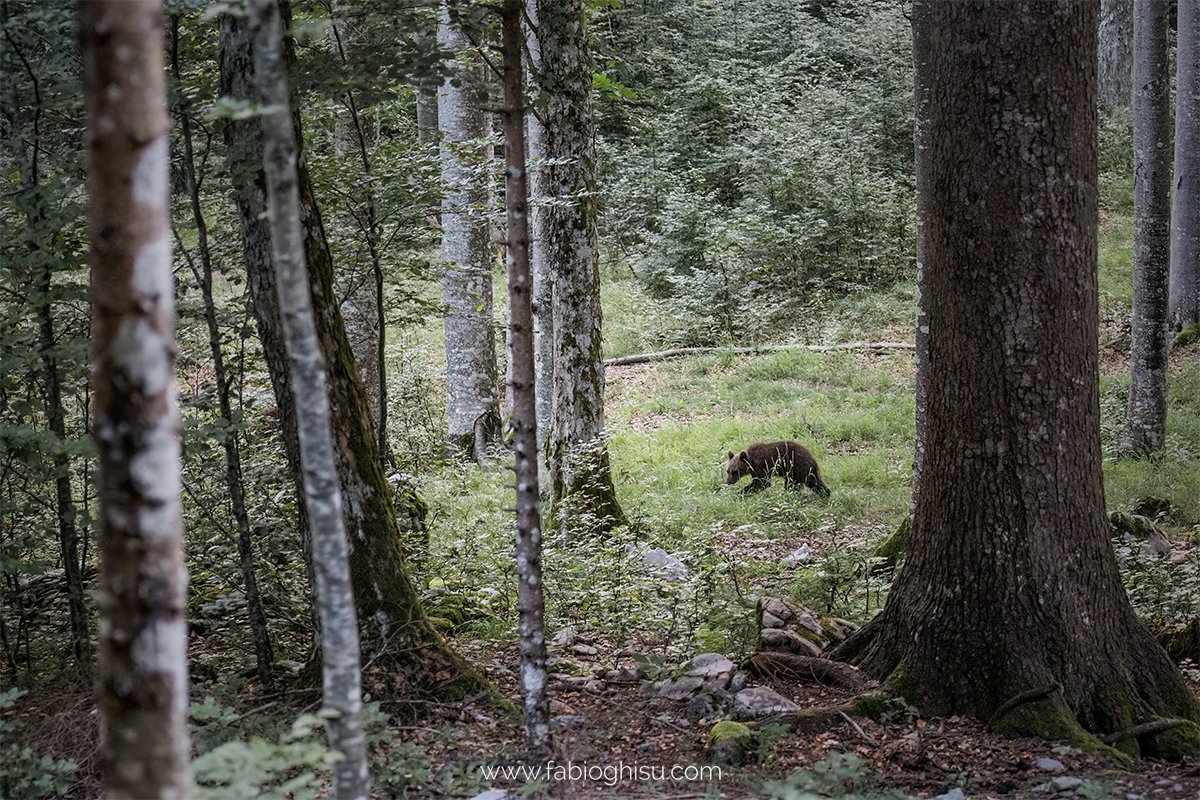 📷 Viaje naturalista en Eslovenia