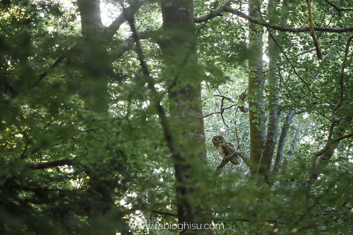 📷 Viaggio fotografico in Slovenia