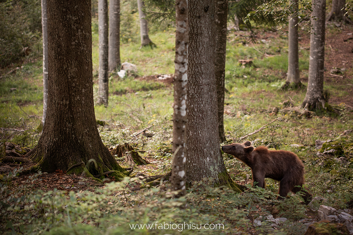 📷 Viaggio fotografico in Slovenia