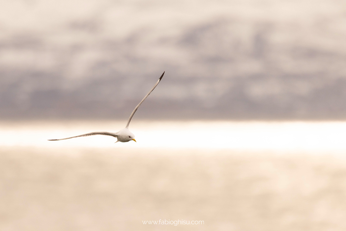 📷 Viaggio fotografico nel Varanger in Norvegia