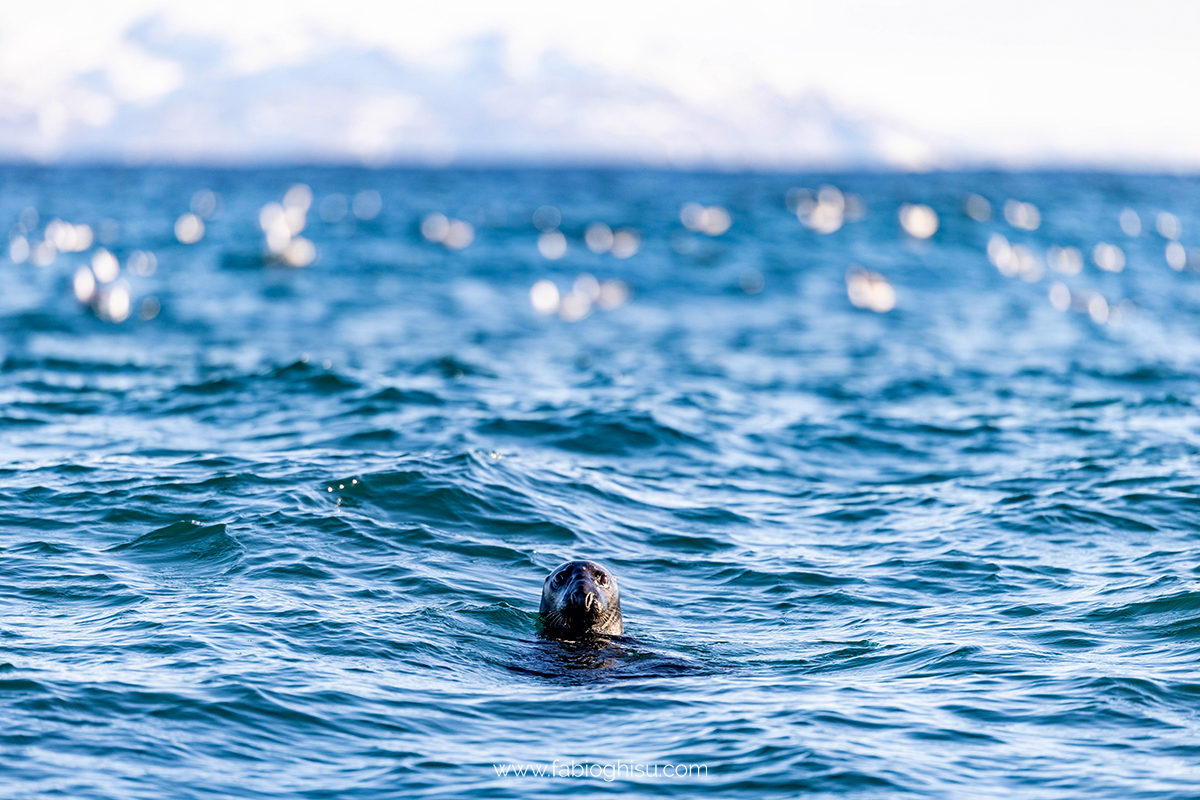 📷 Viaggio fotografico nel Varanger in Norvegia