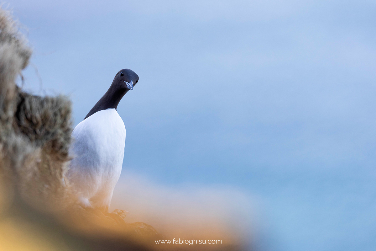📷 Viaggio fotografico nel Varanger in Norvegia