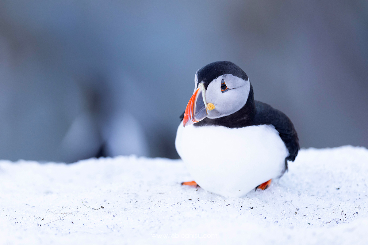 📷 Viaggio fotografico nel Varanger in Norvegia
