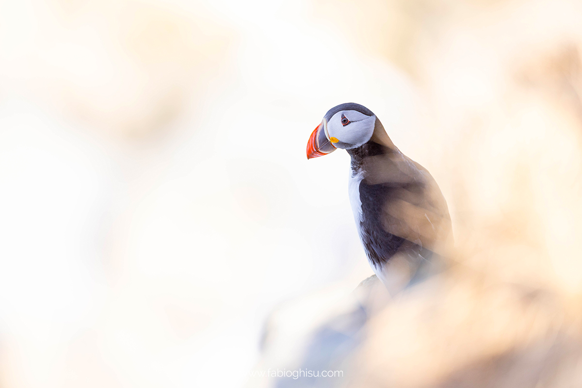 📷 Viaggio fotografico nel Varanger in Norvegia