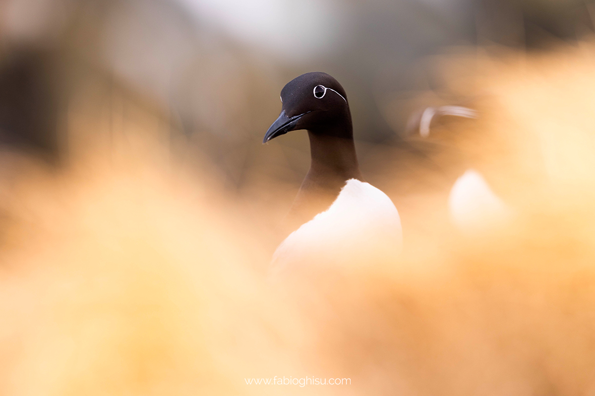 📷 Viaggio fotografico nel Varanger in Norvegia