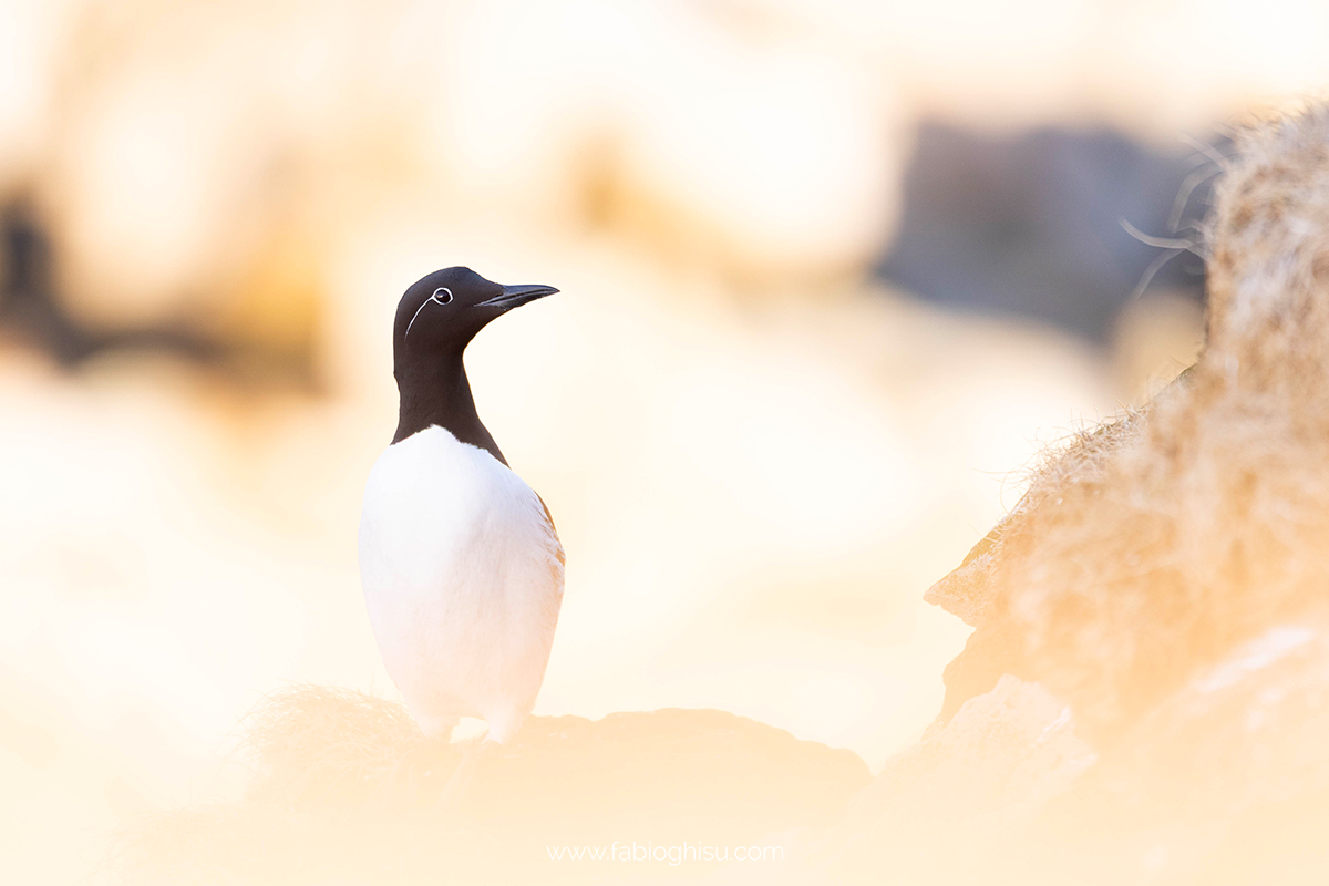 📷 Viaggio fotografico nel Varanger in Norvegia