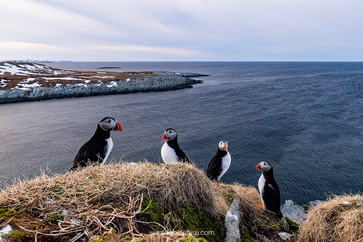📷 Viaggio fotografico nel Varanger in Norvegia