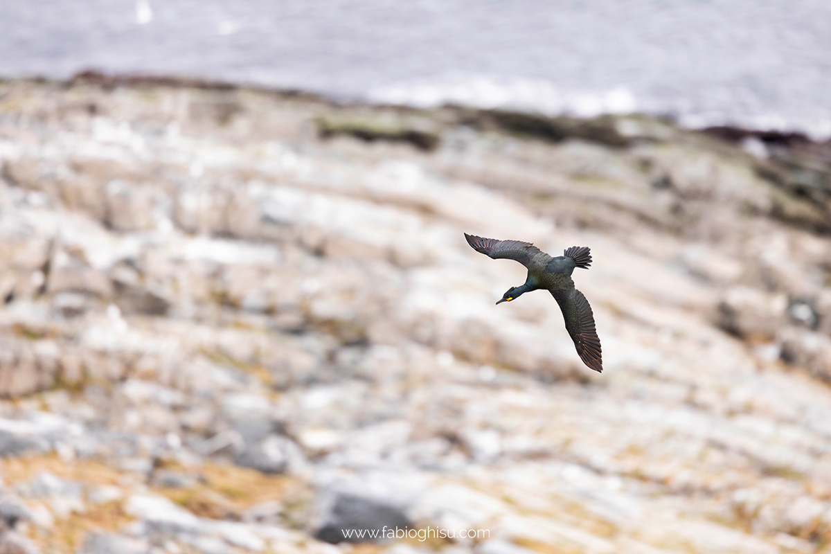 📷 Viaggio fotografico nel Varanger in Norvegia