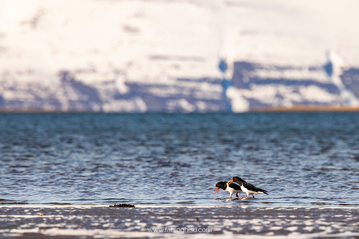 📷 Viaggio fotografico nel Varanger in Norvegia
