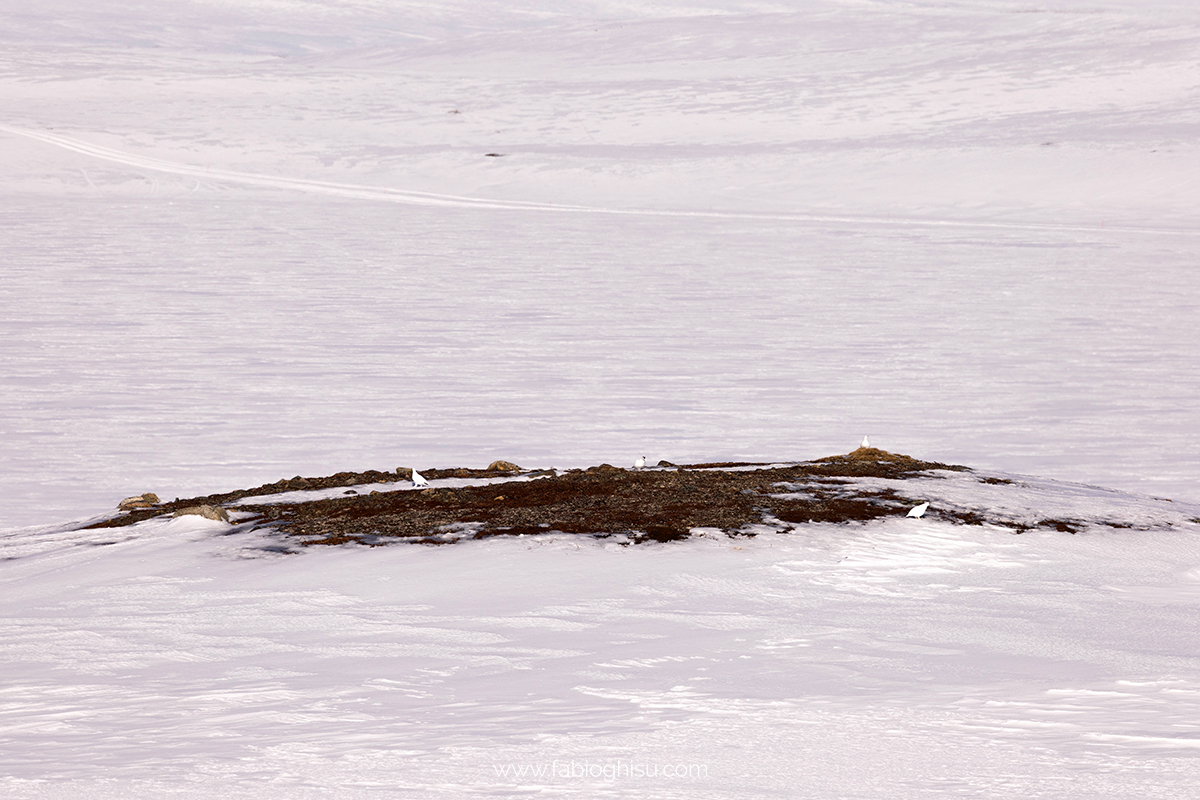 📷 Viaggio fotografico nel Varanger in Norvegia