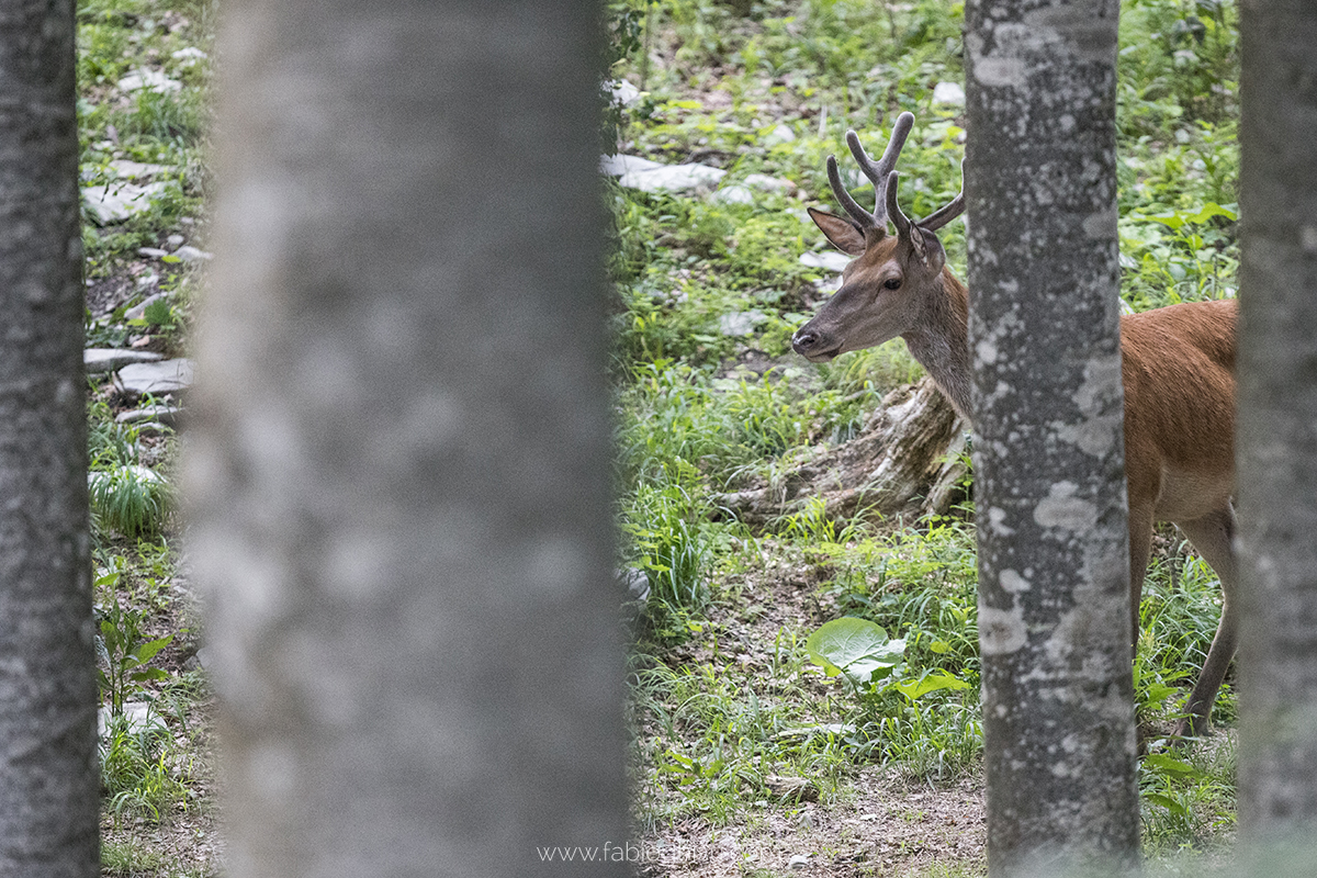 📷 Viaje naturalista en Eslovenia