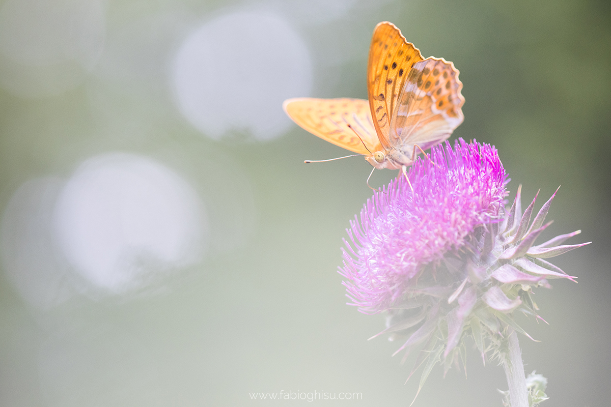 📷 Naturalistic journey in Slovenia